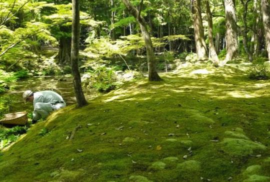 京都最難參拜的寺廟：世界遺產西芳寺(苔寺)