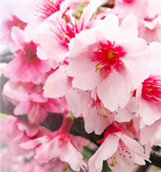 台北旅遊網推春節應景遊 出遊前先「e」指遊台北