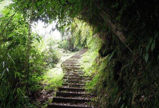 漫步嘉義【大凍山】：享受森呼吸一日小旅行