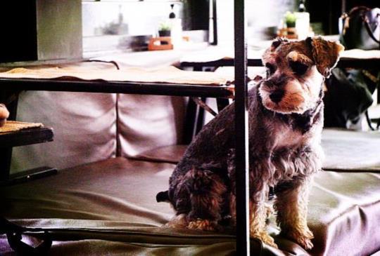 【泰國曼谷】Dog In Town－艾卡麥區那些和汪星人聊天的日子