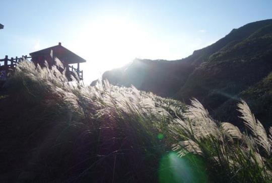秋季限定美景！【2018 草嶺古道芒花季】賞花全攻略