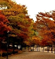 秋遊【首爾】賞楓去