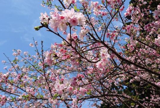 看櫻花免出國搭捷運就可到【台北】近郊著名賞櫻景區