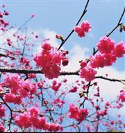 【露營私房點】推薦最迷人5個賞櫻營地景點