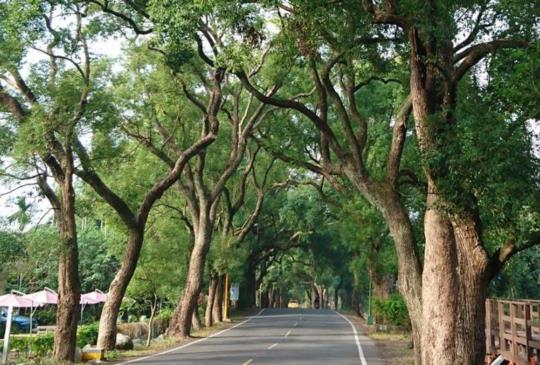 歡樂春節那裡去？用90元玩遍「集集線火車」沿途的祕境