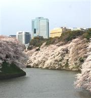 日本東京賞櫻首選【千鳥之淵】