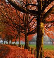 全台12個不用人擠人的賞楓勝地