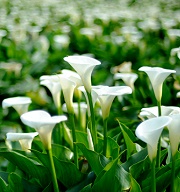 2014陽明山竹子湖海芋季開跑