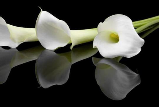 【衷心告別的七部電影】