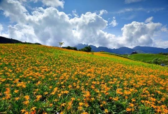 【台灣】不是追花寶典的秘笈，精選台灣花季