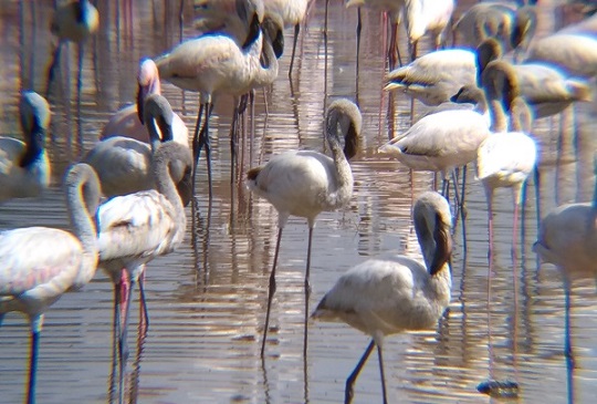 【肯亞】世界上最珍貴的火烈鳥觀賞地