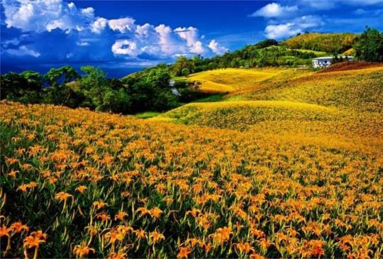 不用跋山涉水到花東！全台8大金針花觀賞盛地