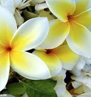 峇里島就該這樣悠閒玩！3大心靈饗宴深度慢遊