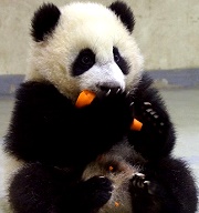 超萌貓熊寶寶【圓仔】1/6起與你在動物園相見！