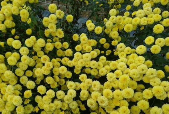 【苗栗】十一月看雪賞花，山城秘境美食之旅