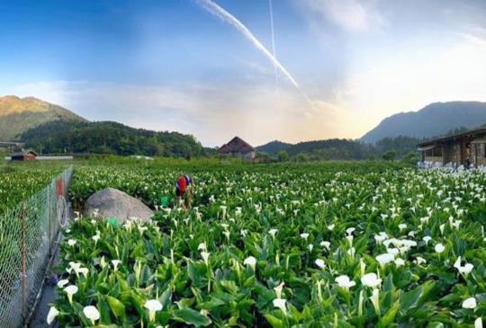 【2019海芋節】數一朵海芋，許一個有你的願望，2019竹子湖海芋節開跑囉！