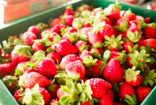 【冬季限定♥ 採了莓】 2016台灣採草莓完全攻略