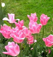 【土耳其】伊斯坦堡給你點顏色瞧瞧!