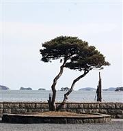 慢遊日本三景之獨特魅力【松島】