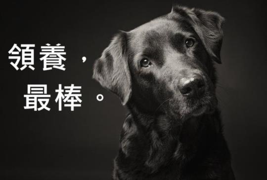 【愛心不落人後】支持認養，身體力行！運將大哥免費接送認養人 | 凱倫兒