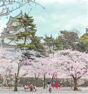 2015年廉價航空夯  日本大阪成首選