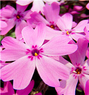 粉紅色正夯！全球8個夢幻景點推薦