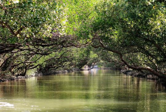 【台南．四草】綠色隧道 夢幻的天使之吻