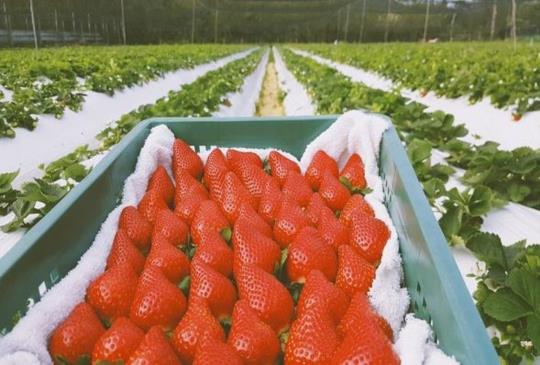 【採草莓特輯】採草莓不用一定要到大湖！全台特搜八間草莓農場