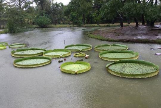 【2017桃園蓮花季】觀音賞蓮一日輕旅行推薦