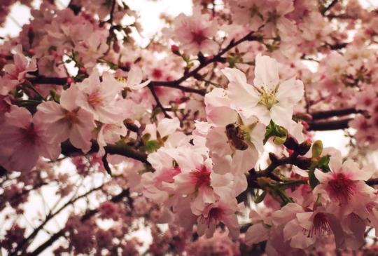 【淡水】無極天元宮：一個地點多個滿足 賞櫻無須到日本