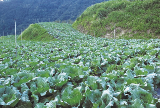 旱澇與蟲害夾攻 蔬菜產地的氣候課題