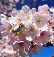 春櫻雪紛飛：全台6大熱門賞櫻熱門景點