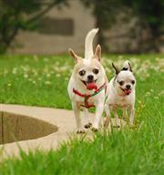 【台灣】帶著毛小孩去旅行的5大首選地點