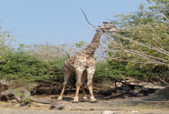 【波札那共和國】世界上大象數量最多的動物天堂-喬貝國家公園