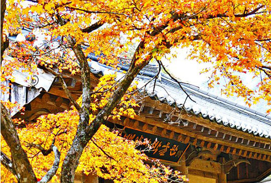 秋涼追楓趣！日韓精典秋「楓」景點在這裡