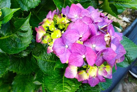 【台北。陽明山竹子湖】水車寮步道+頂湖，海芋和繡球花接力走秀中！