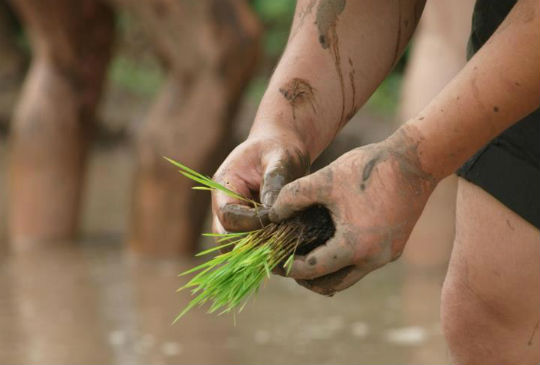 【北台灣】連「阿兜仔」都愛的農田體驗之旅