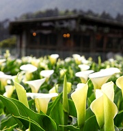台灣好行北投竹子湖線 9/19限量199元體驗一日旅