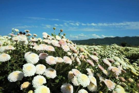 【苗栗】銅鑼九湖杭菊11月雪，片片白雪一同賞菊去！