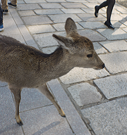 【日本】第一次遊京阪神奈必玩10個景點(上)