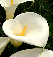 在地小旅行：漫遊陽明山賞海芋