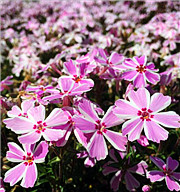 看見不一樣的春日本：漫步鋪上粉紅地毯的芝櫻海