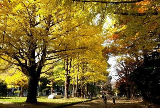【北海道】札幌必遊的魅力景點大集合