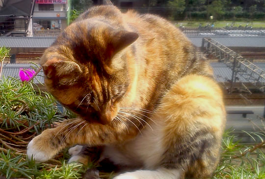 深度漫遊【猴硐】貓村 感受黑金歲月