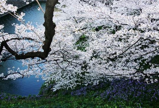 【日本】櫻吹雪的季節：「東京」六個粉櫻大爆炸的浪漫景點