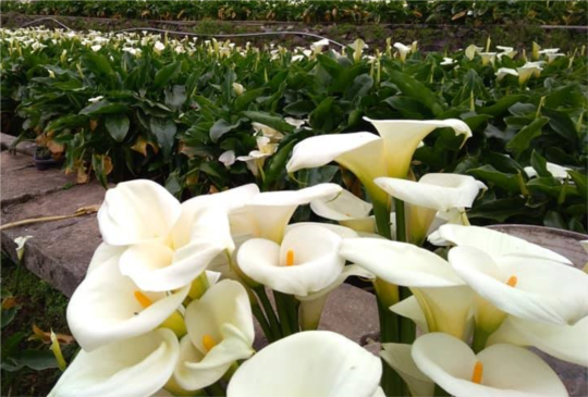 【真情雪白戀海芋】陽明山竹子湖賞花春遊行