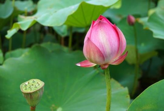 2016【蓮花季】全台最夯賞蓮景點大公開