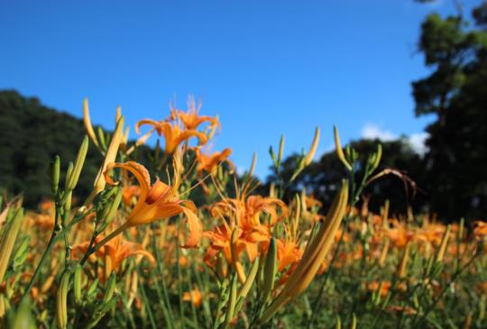 【花蓮】抓住夏季的尾巴，上天編織的金色花毯