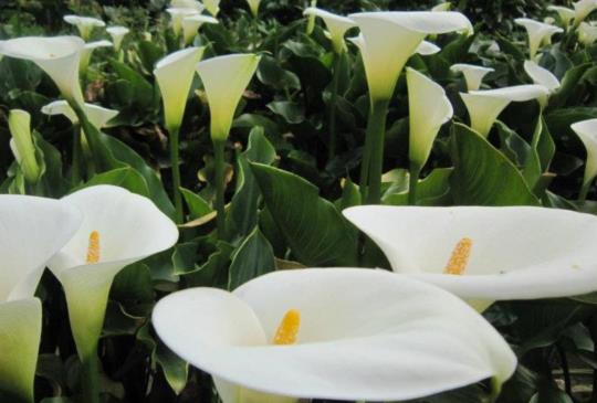 【台北】都市鬧區裡避暑賞花美食祕境－竹子湖