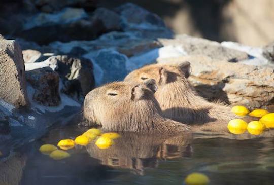 到日本遇見超療癒十大萌動物之旅